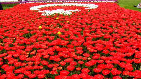 Türk Bayrağımız HD Resimleri (Orjinal Kendi Çekimlerim)