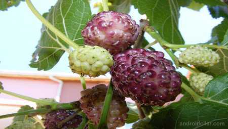 Yakın Çekim HD Meyve Resimleri (Kendi Çektiğim Resimler)