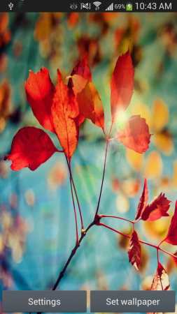 Kırmızı Yaprak Duvar Kağıdı